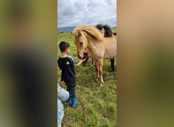 Islandais, Hongre, 4 Ans, 135 cm, Alezan dun