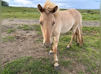 Islandais, Hongre, 4 Ans, 135 cm, Alezan dun