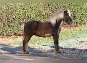 Islandais, Hongre, 4 Ans, 138 cm
