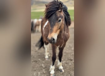 Islandais, Hongre, 4 Ans, 140 cm, Pinto