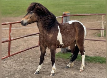 Islandais, Hongre, 4 Ans, 140 cm, Pinto