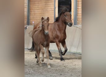 Islandais, Hongre, 4 Ans, 142 cm, Alezan