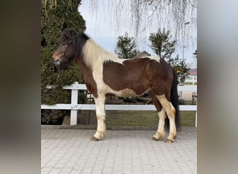 Islandais, Hongre, 4 Ans, 144 cm, Pinto