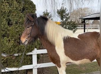 Islandais, Hongre, 4 Ans, 144 cm, Pinto