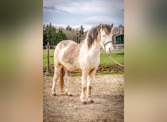 Islandais, Hongre, 4 Ans, Gris