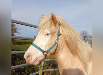 Islandais, Hongre, 4 Ans, Palomino