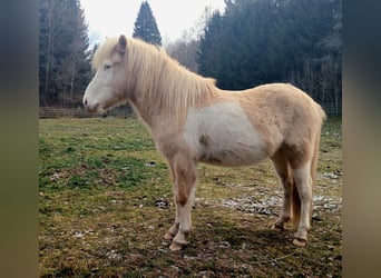 Islandais, Hongre, 4 Ans, Palomino