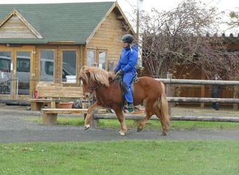 Islandais, Hongre, 5 Ans, 134 cm, Alezan