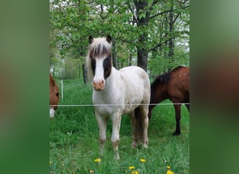 Islandais, Hongre, 5 Ans, 134 cm, Pinto