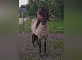 Islandais, Hongre, 5 Ans, 135 cm, Isabelle