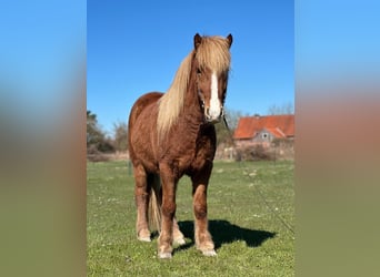 Islandais, Hongre, 5 Ans, 138 cm, Alezan