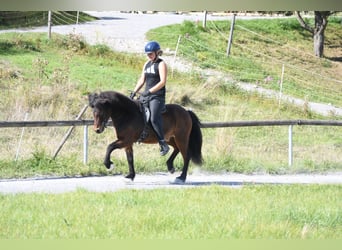 Islandais, Hongre, 5 Ans, 138 cm, Bai