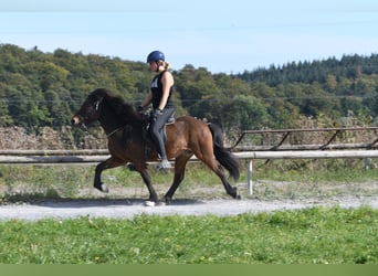 Islandais, Hongre, 5 Ans, 138 cm, Bai