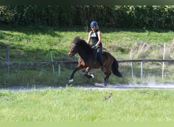 Islandais, Hongre, 5 Ans, 138 cm, Bai