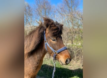 Islandais, Hongre, 5 Ans, 138 cm, Bai