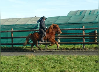 Islandais, Hongre, 5 Ans, 140 cm, Alezan