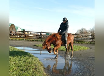 Islandais, Hongre, 5 Ans, 140 cm, Alezan