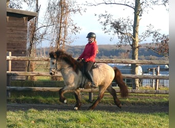 Islandais, Hongre, 5 Ans, 140 cm, Buckskin