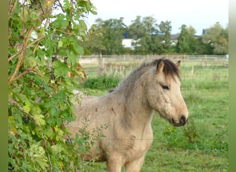 Islandais, Hongre, 5 Ans, 140 cm, Palomino