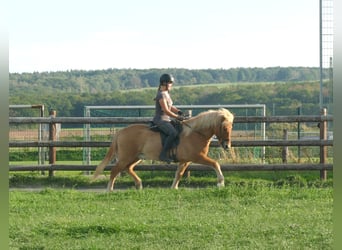 Islandais, Hongre, 5 Ans, 142 cm, Isabelle
