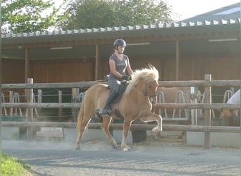 Islandais, Hongre, 5 Ans, 142 cm, Isabelle