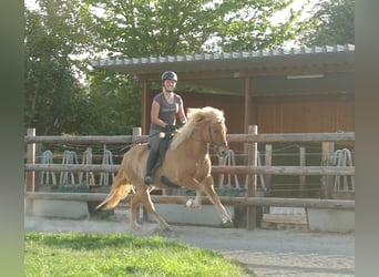 Islandais, Hongre, 5 Ans, 142 cm, Isabelle