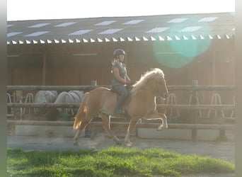 Islandais, Hongre, 5 Ans, 142 cm, Isabelle