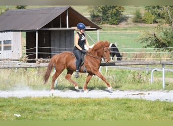 Islandais, Hongre, 5 Ans, 143 cm, Alezan cuivré