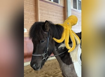 Islandais, Hongre, 5 Ans, 144 cm, Pinto