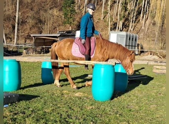 Islandais Croisé, Hongre, 5 Ans, 145 cm, Alezan