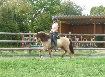 Islandais, Hongre, 5 Ans, 145 cm, Buckskin