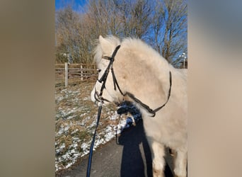 Islandais, Hongre, 5 Ans