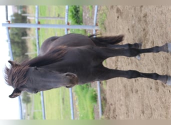Islandais, Hongre, 6 Ans, 135 cm, Noir