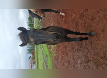Islandais, Hongre, 6 Ans, 135 cm, Noir