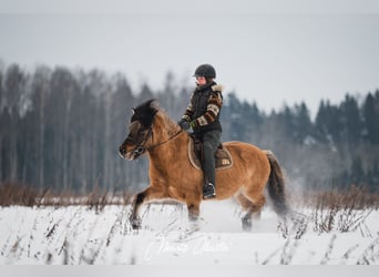 Islandais, Hongre, 6 Ans, 136 cm, Buckskin