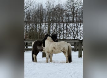 Islandais, Hongre, 6 Ans, 138 cm, Pinto