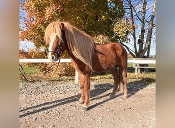 Islandais, Hongre, 6 Ans, 140 cm, Alezan
