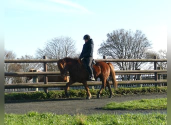 Islandais, Hongre, 6 Ans, 140 cm, Alezan