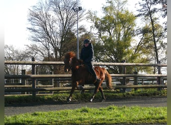 Islandais, Hongre, 6 Ans, 140 cm, Alezan