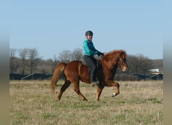 Islandais, Hongre, 6 Ans, 140 cm, Alezan