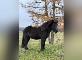 Islandais, Hongre, 6 Ans, 140 cm, Noir