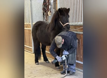Islandais, Hongre, 6 Ans, 141 cm, Noir