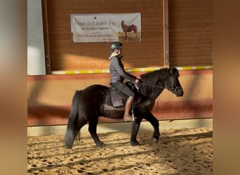 Islandais, Hongre, 6 Ans, 141 cm, Noir