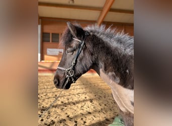 Islandais, Hongre, 6 Ans, 141 cm, Noir