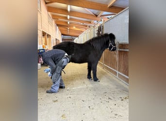 Islandais, Hongre, 6 Ans, 141 cm, Noir