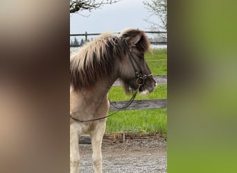 Islandais, Hongre, 6 Ans, 142 cm, Pinto