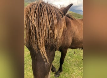 Islandais, Hongre, 6 Ans, 144 cm, Noir