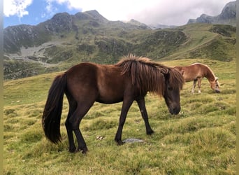 Islandais, Hongre, 6 Ans, 144 cm, Noir