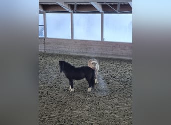 Islandais, Hongre, 6 Ans, 145 cm, Noir