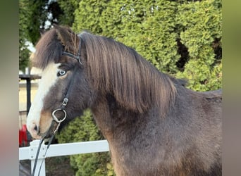 Islandais, Hongre, 6 Ans, 150 cm, Bai brun foncé